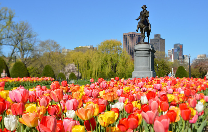 Boston Public Garden. George Washington Statue surrounded by tulips, tourists and beautiful spring colors.